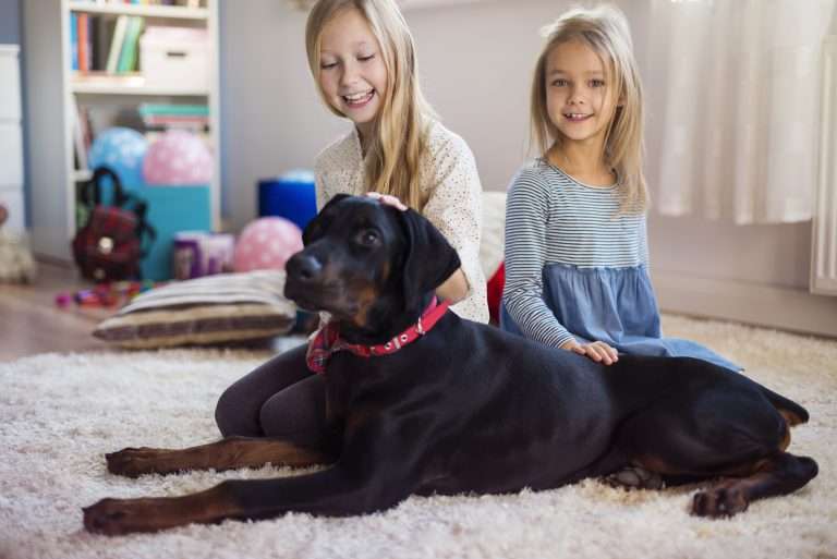 The best friend of kids is a dog
