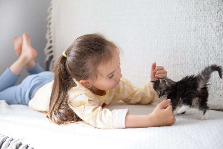 A cute long haired girl of 5 years lies on the couch and plays with a kitten of the maine coon breed. Bright room. Friendship between man and cat